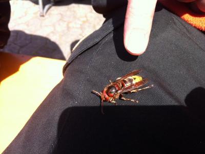 Angehängte Bilder: IMG_1748.JPG