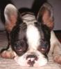 Mr.Grumbles Foto